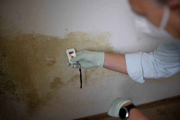 Best Black Mold Removal  in Holly Hills, CO