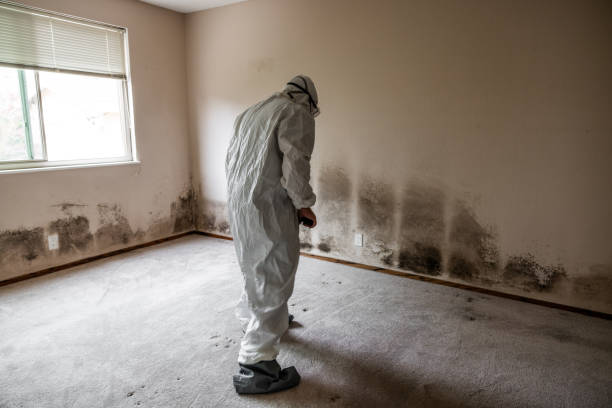 Best Black Mold Removal  in Holly Hills, CO
