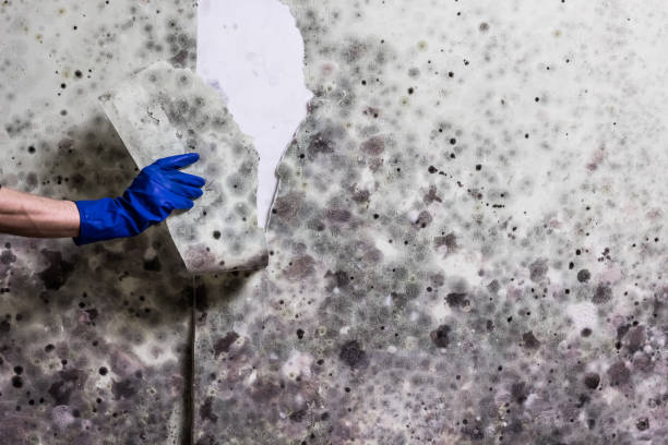 Best Residential Mold Removal  in Holly Hills, CO